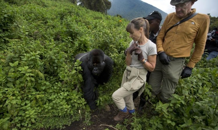 Gorilla trekking